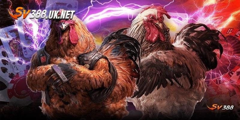 Đá Gà Online | Bật Mí 3 Chiến Thuật Chắc Thắng Từ Cao Thủ Tổng quan đá gà online